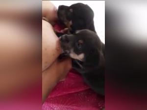 Bestiality sex: the dog feasts on the overflowing milk