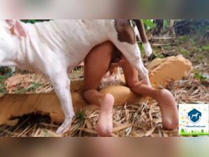 Zoophilia video: discover the extreme