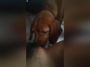 Watch this Hardcore Sex Video with a Dog