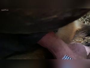 Bestial sex video: Discover the forbidden