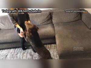 Reihe von 12 Videos: Hund masturbiert auf der Muschi der Frau