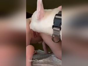 Discover dogsex in this extreme sex video