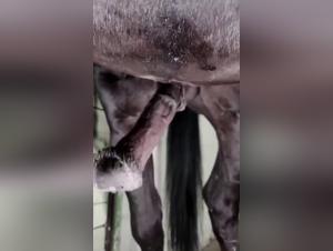 Lub, Lust und tierische Leidenschaft entzunden sich