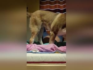 Woman and dog: an intense zoophilic encounter