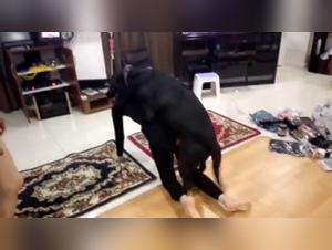 Discover our selection of bestiality sex videos