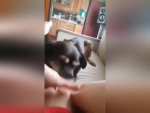 Bestiality sex video: experience fun with a dog