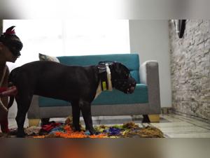Hundedominanz und verschlimmerte tierische Impulse
