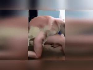 Experience the excitement of bestiality in this unique and hardcore doggy sex video