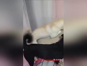 Presentazione e istinto animale: un'esperienza sessuale illimitata
