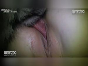 Hardcore fucking and animal cumshot in bestiality video