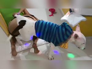 Advances in the Field of Dog Sex Disease