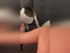 Cupcake: la sua passione demoniaca con il cane