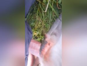 dirtydoglinks beast tube