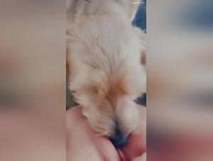 Discover the Best Sex Videos with Dogs