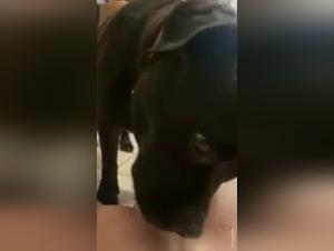 Uncover the Extreme Side of Human-Animal Relationships