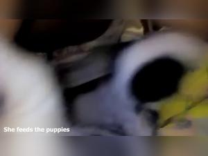 Descubre nuestro sitio porno con escenas animadas entre perro y mujer, chica follando con su perro.