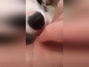 Sex video with a dog: an extreme experience