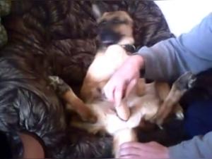 Discover the Art of Bestiality with ArtofZoo