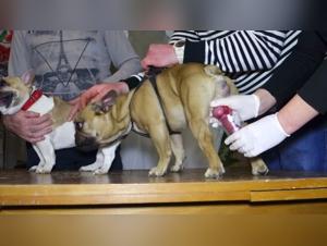 Bestiality sex video: an extreme experience