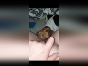 The Sexiest Dog Videos in Hardcore Porn