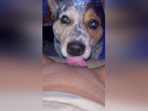 Submission to instinct, sex with dog