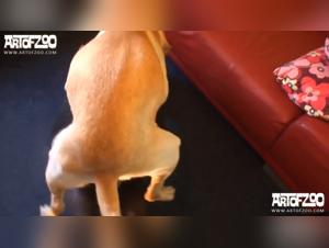 L'intensite de la relation : un momento de connexion avec son chien