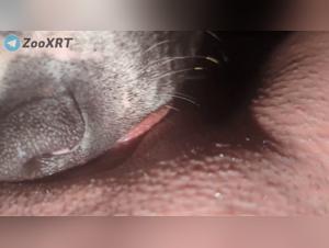 Leccare fino al divertimento di auto -dentali, canini
