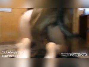 Dog sex video: An intense and forbidden experience