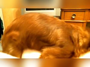 Dog Sex With My Girlfriend: Unveiling the Dark