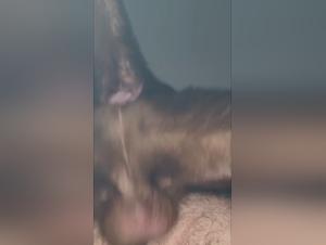 A bestial and intense relationship