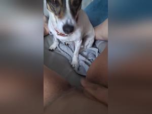 Dominazione canina: scopri il piacere proibito di leccare
