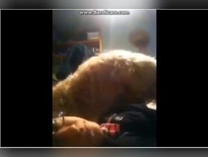 Femme et Chien : Une Rencontre Sexuelle