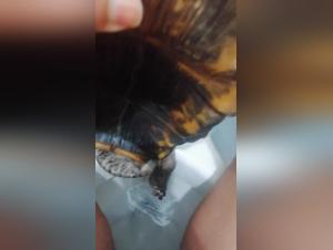 Una situazione estremamente dolorosa per il cane