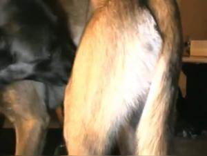 Feverish squirt, she undergoes canine domination without respite
