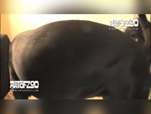 Beauty and pleasure: a woman and her dog in an intense zoophilia video