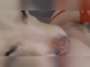 mexzoo dog fuckin up