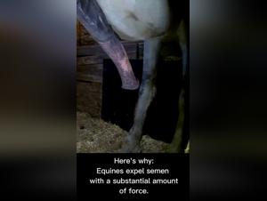 Bestiality Video: An Extreme Experience