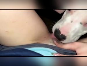 Dog sex videos: a woman submissive to her dog