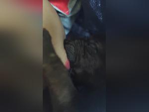 The Horny Bitch Sucks Dogs with Passion