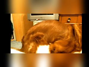 Esplora il mondo oscuro del sesso tra cani