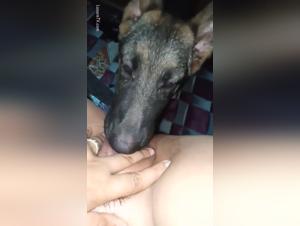 Amateur zoophilia video: discover sex with animals