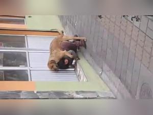 Bestiality sex video: a woman and a dog in an intense scene