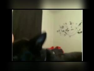 Maledizione degli animali: delizie demoniache