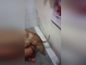 An extreme bestiality experience