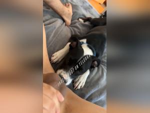 Cane nella Famiglia : dinamiche