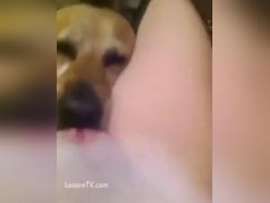 Bestiality sex video: when the man is not enough