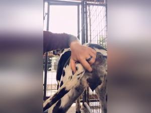 The sultry Kimberly and her dog in a bestial sex video