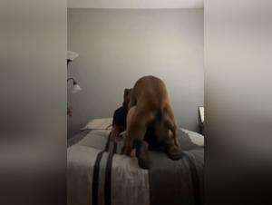 Deep knot: his K9 dominates his flesh