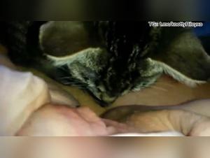Découvrez comment Pussycat et son chien s'amusent