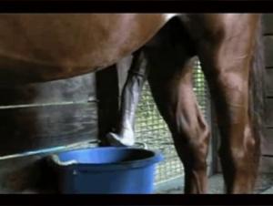 An Unforgettable Zoophile Encounter